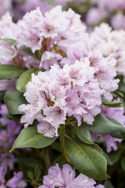 Rhododendron yakushimanum 'Silberwolke', weiß, 30–40 cm