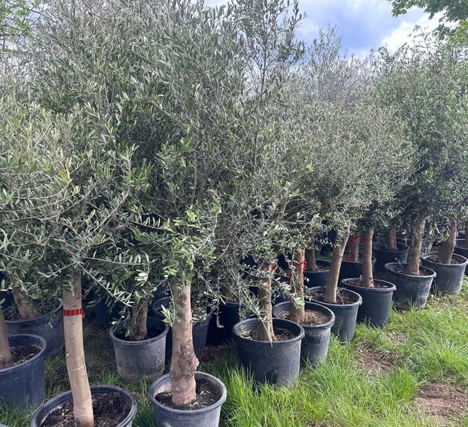 Reihe von Olivenbäumen in Töpfen im Freien