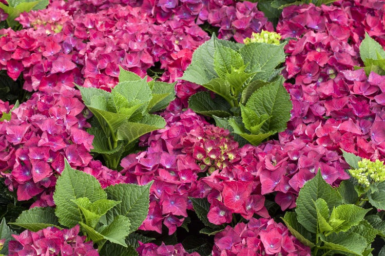 Hydrangea macrophylla 'Hot Red', Hortensie, leuchtend rot, 30–40 cm