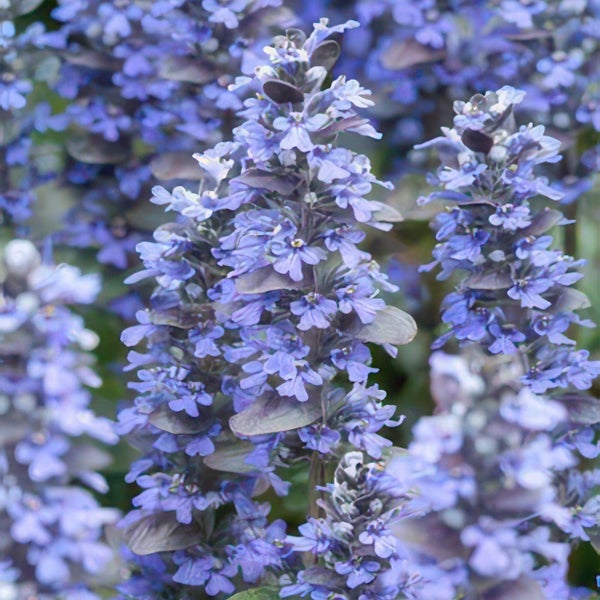 Bodendecker - Kriechender Günsel - Ajuga reptans 'Burgundy Glow' - 9cm Topf - Set mit 12 Pflanzen