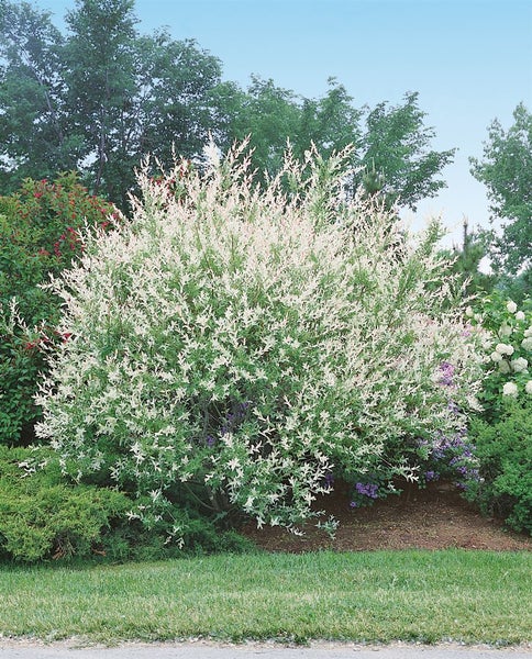Salix integra 'Hakuro Nishiki', Japanische Weide, rosa-weiß, 100 cm Stammhöhe