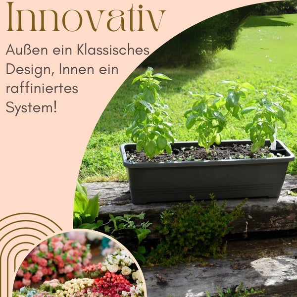 Beetkasten mit Basilikumpflanzen im Garten