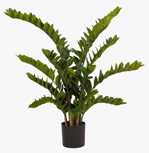 Grüne Tillandsie Luftpflanze mit langen, dünnen und gebogenen Blättern.