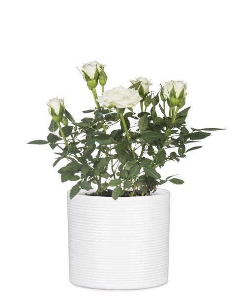 Kleine Rose mit weißen Blüten in einem geriffelten Übertopf