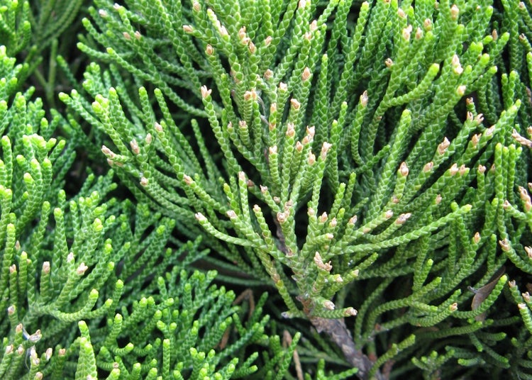 SAFLAX Garden in the bag - Chinesischer Wacholder - Juniperus chinensis - 30 Samen - Mit Anzuchtsubstrat im praktischen, selbst aufstellenden Beutel