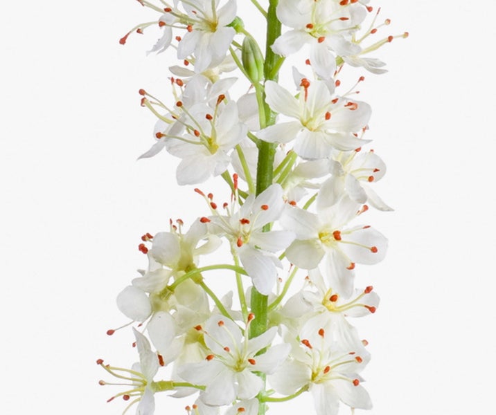 Nahaufnahme weißer Blüten an einem grünen Stängel.
