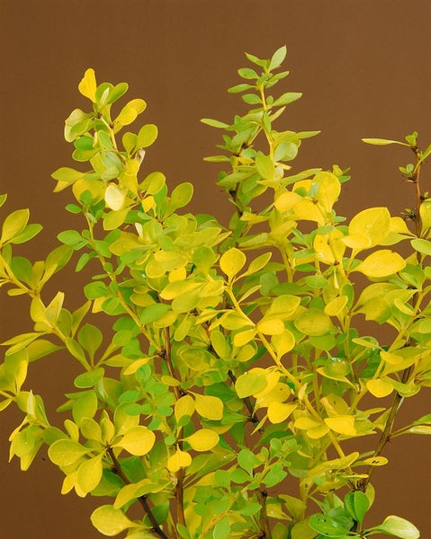 Berberis thunbergii 'Maria', Heckenberberitze, gelbgrün, 30–40 cm