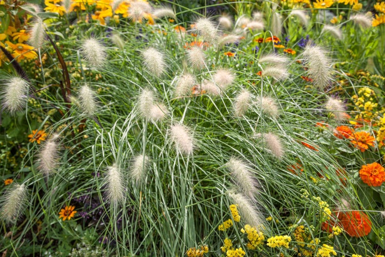 Dekoratives Lampenputzergras im Gartenbeet mit bunten Blumen