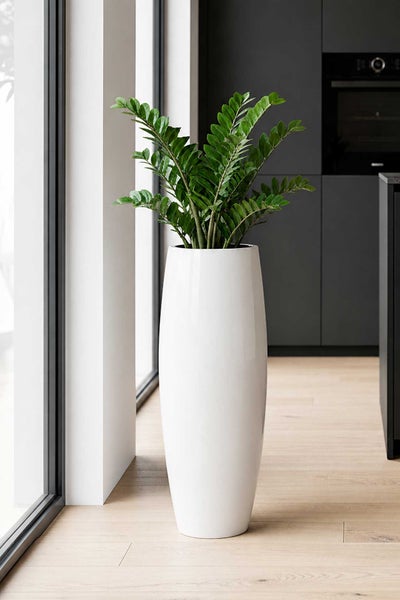 Hoher glänzender weißer Pflanzkübel mit einer Zamioculcas in einer modernen Küche mit Holzboden und dunklen Schränken.