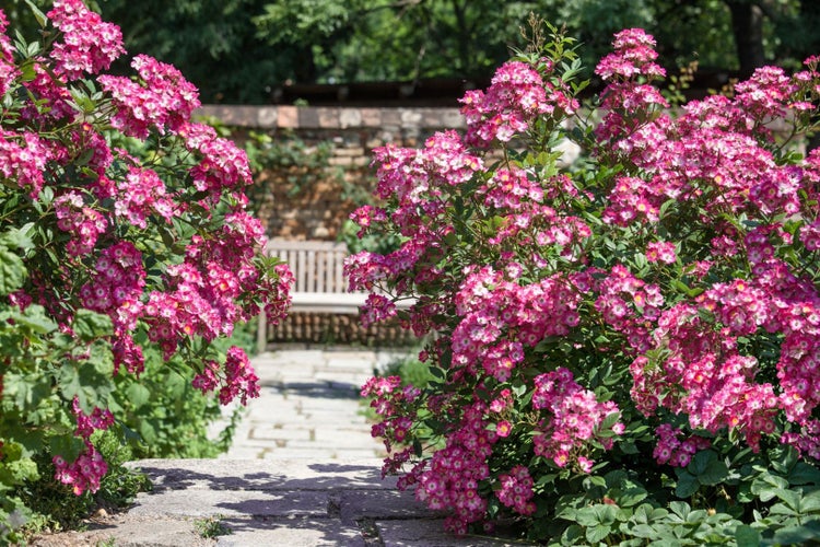Rosa 'Mozart', Strauchrose, rosa, 5-7,5 Liter Container