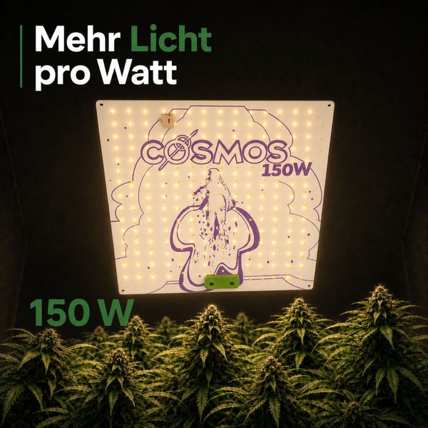 Quadratische Cosmos Pflanzenlampe mit 150 Watt über grünen Pflanzen.