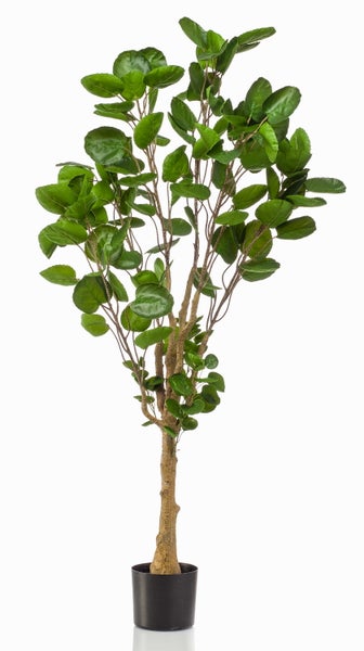 Geweihfarn Platycerium mit grünen Blättern in charakteristischer Geweihform.