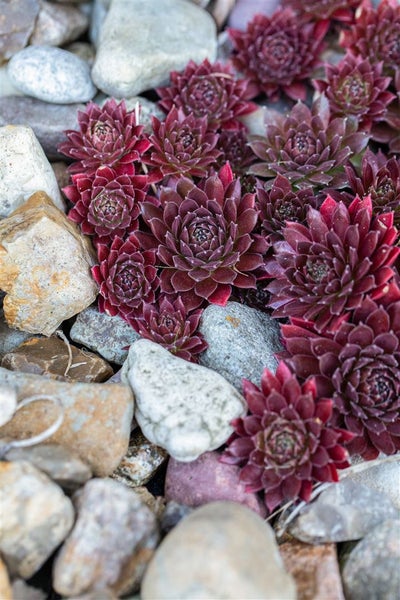 Sempervivum tectorum 'Othello', Hauswurz, ca. 9x9 cm Topf