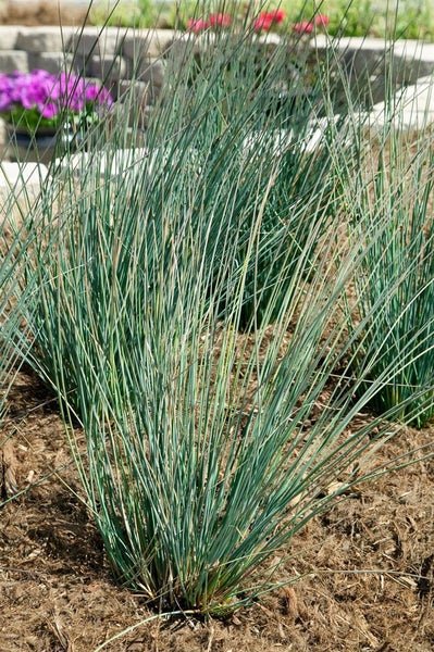 Juncus inflexus, Blaugrüner Binse, ca. 9x9 cm Topf