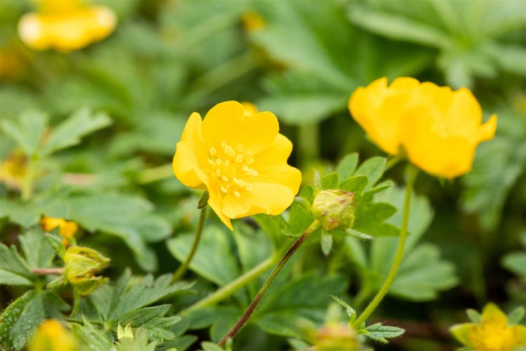 Potentilla crantzii 'Goldrausch', Fingerkraut, gelb, ca. 9x9 cm Topf