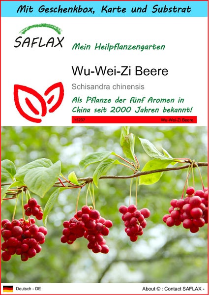 SAFLAX Geschenk Set - Wu-Wei-Zi Beere - Schisandra chinensis - 15 Samen - Mit Geschenkbox, Versandaufkleber, Geschenkkarte und Anzuchtsubstrat