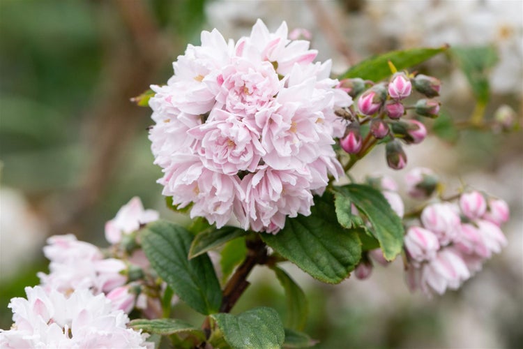 Deutzia hybrida 'Pink Pom-Pom', Maiblumenstrauch, rosa, 60–100 cm