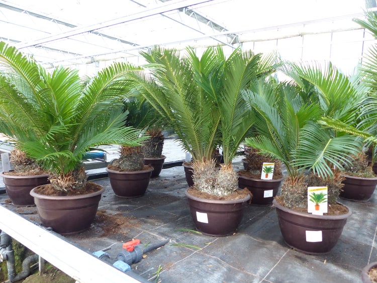 Mehrere Sagopalmen Cycas revoluta in braunen Kunststofftöpfen in einem Gewächshaus.