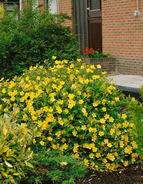Hypericum 'Hidcote', Johanniskraut, leuchtend gelb, 40–60 cm