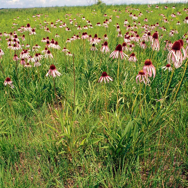 Feld mit blühenden Purpursonnenhut-Pflanzen