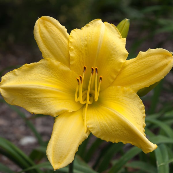 Bloomique - 3er Set - Hemerocallis Stella d'Oro - Taglilie - Gartenpflanzen - Winterhart - Höhe 10-20 cm - Topf 9x9 cm