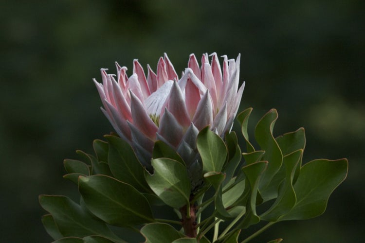SAFLAX Anzucht Set - Königsprotea - Protea cynaroides - 5 Samen - Mit Mini-Gewächshaus, Anzuchtsubstrat und 2 Töpfen