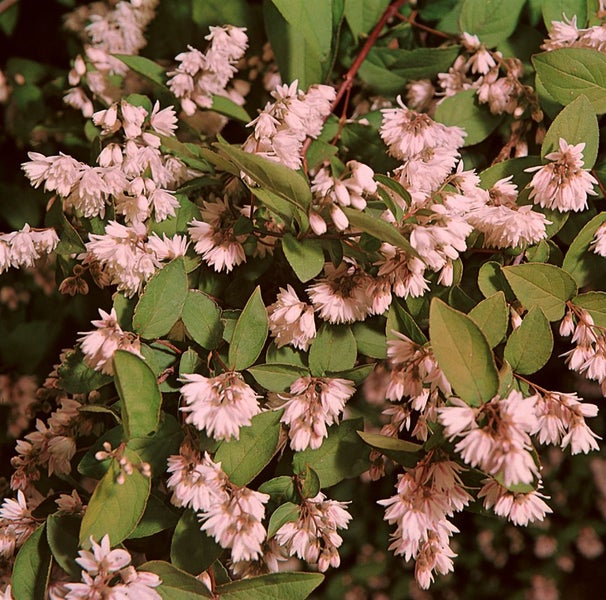 Deutzia scabra 'Plena', Maiblumenstrauch, gefüllt, 80–100 cm