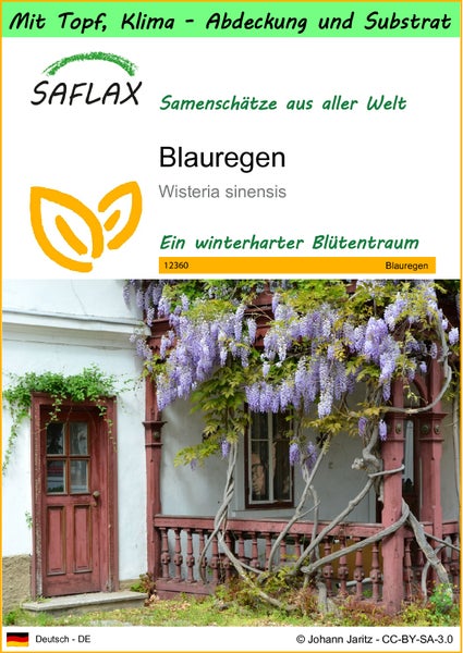 SAFLAX Garden to go - Blauregen - Wisteria sinensis - 4 Samen - Mit Topf, Klima - Deckel und Anzuchtsubstrat