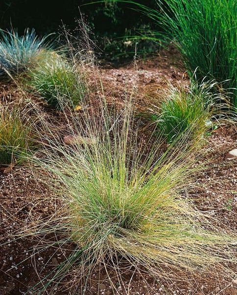 Muhlenbergia capillaris, rosa Blüten, ca. 9x9 cm Topf