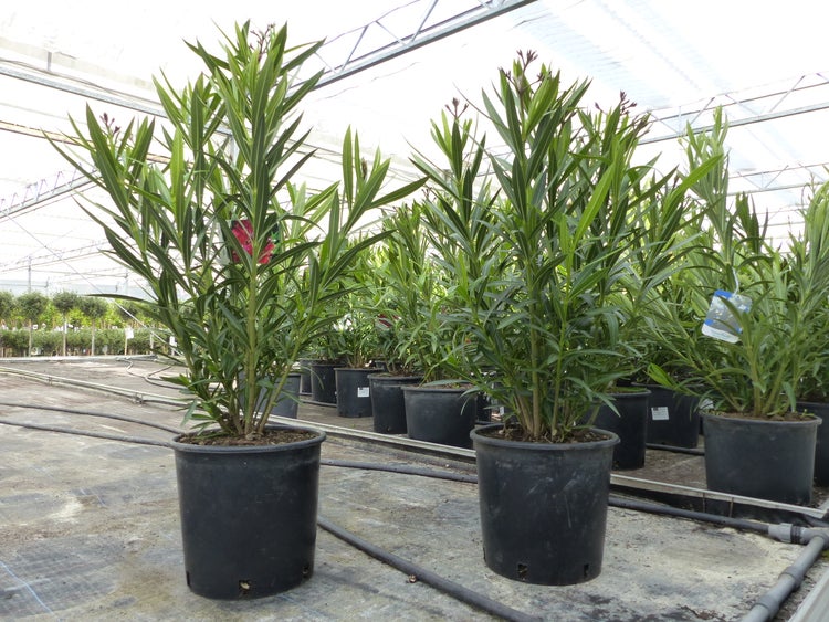Oleander Pflanzen in schwarzen Töpfen in einem hellen Gewächshaus mit Bewässerungsleitungen auf dem Boden.