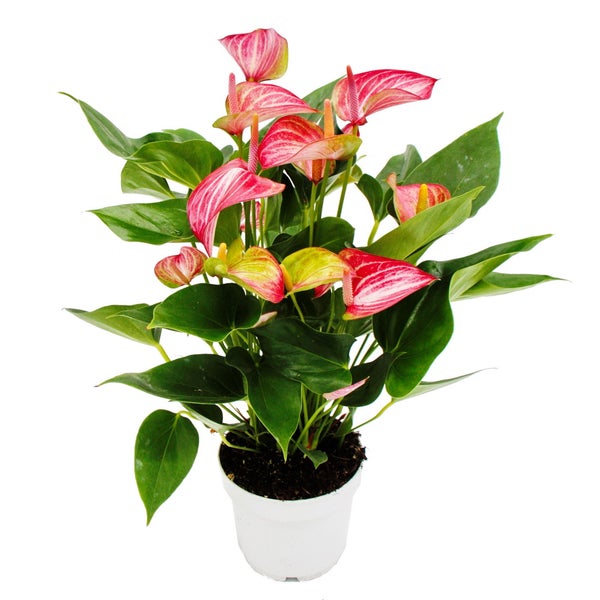 Flamingoblume - Anthurium andreanum - Anthurie - 14cm Topf - mehrfarbig blühend - Livium