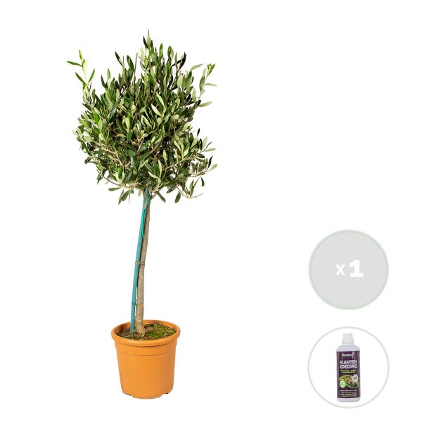 Olea Europaea inkl. PlantGrow-Düngung - Olivenbaum am Stamm - Baum - Winterhart – ⌀19 cm - ↕80-90 cm