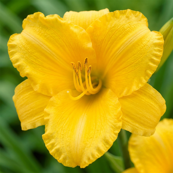 Gelbe Taglilie Hemerocallis im Garten mit gewellten Blütenblättern.