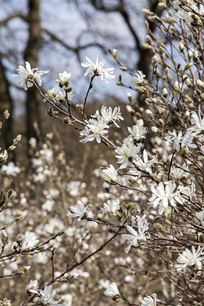 Sternmagnolie mit weißen Blüten und Knospen