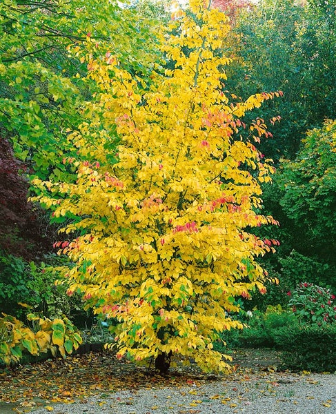 Baum mit gelben und roten Blättern im Herbst