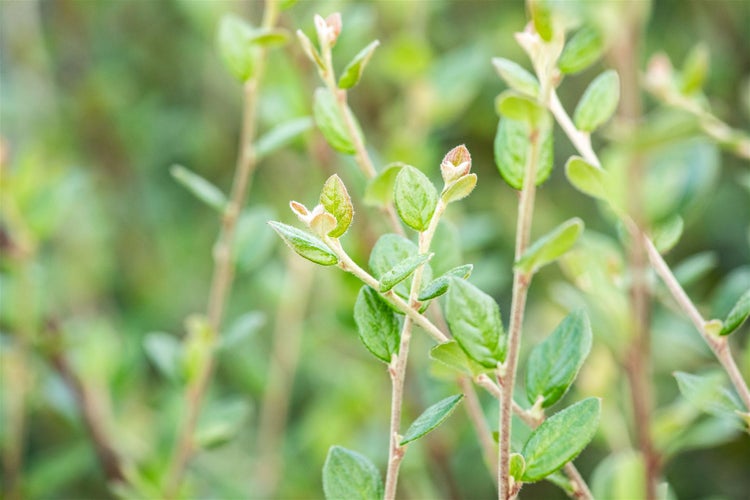 Cotoneaster dielsianus, Zierquitte, 60–100 cm