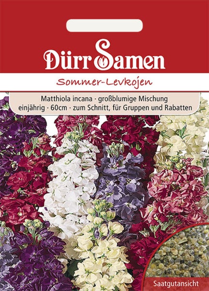 Saatguttüte für Sommer-Levkojen Matthiola incana von Dürr Samen, großblumige Mischung in verschiedenen Farben mit Saatgutansicht.