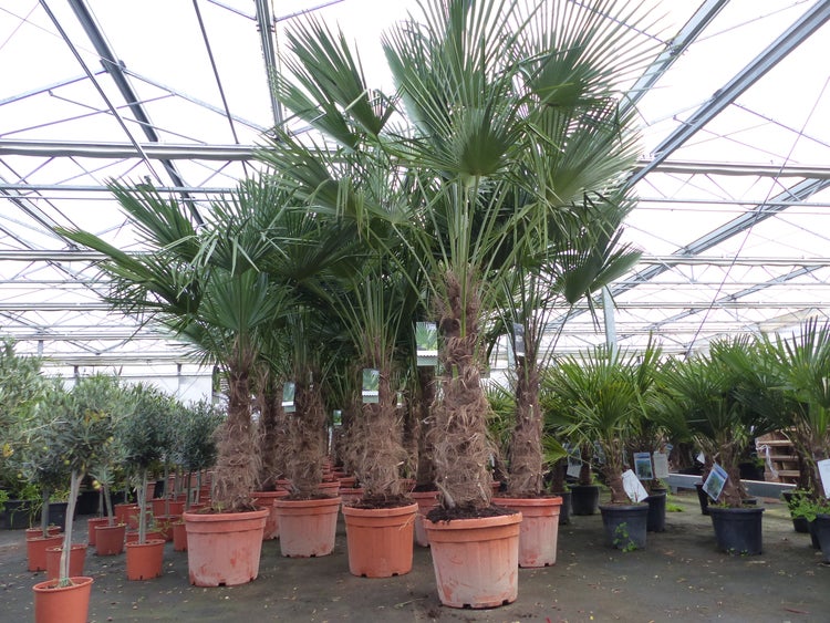 5 Stück 45L Trachycarpus Fortunei Palme, winterhart 200 - 250 cm