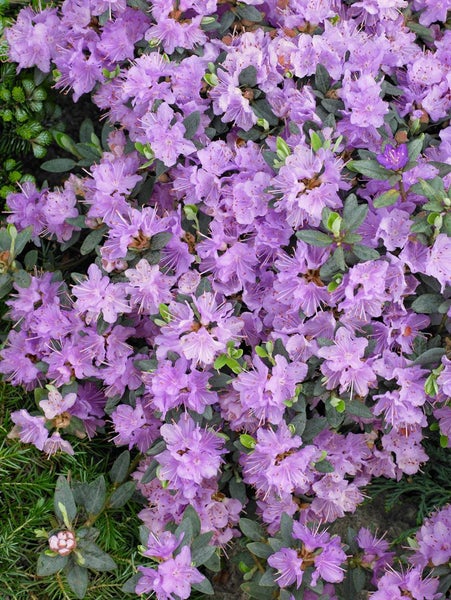 Rhododendron impeditum 'Ramapo', Zwerg-Rhododendron, lila, 20–25 cm