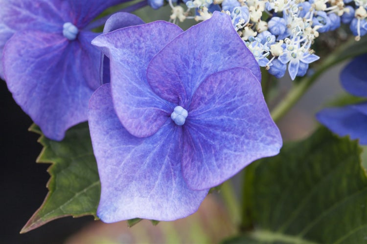 Hydrangea macrophylla 'Blaumeise', Bauernhortensie, blau, 30–40 cm