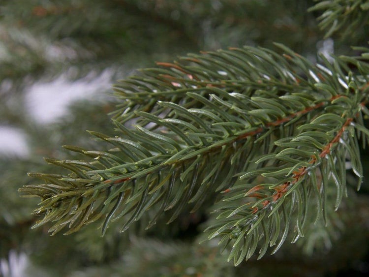 Detailansicht eines künstlichen Tannenzweigs mit realistischen Nadeln für einen Weihnachtsbaum