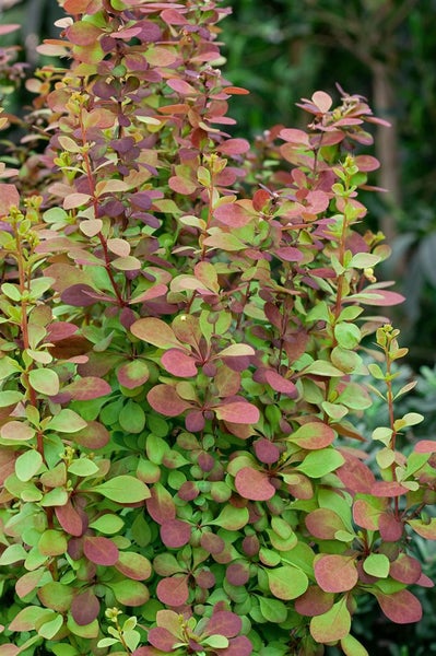 Berberis thunbergii 'Orange Rocket', Säulen-Berberitze, orange, 20–25 cm