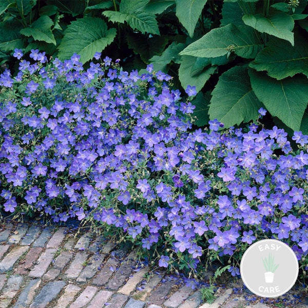 Geranie 'Johnson's Blue' - Storchschnabel - Staude - Pflegeleicht – ⌀9 cm - ↕10-15 cm
