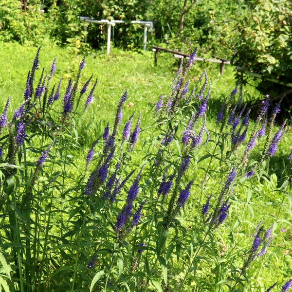 Nahaufnahme von blühendem Ehrenpreis im Garten