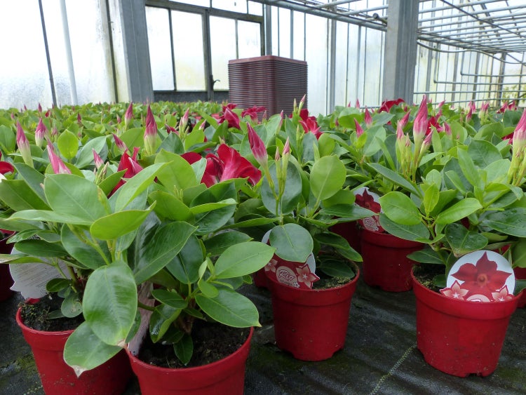 10er set Dipladenia RIO 25 cm ROT Dipladenie Sundeville für Kübel + Beet, Mandevilla Sommerblüher Dauerblüher