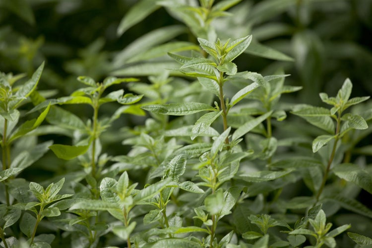 Aloysia triphylla, Zitronenverbene, aromatisch, ca. 9x9 cm Topf