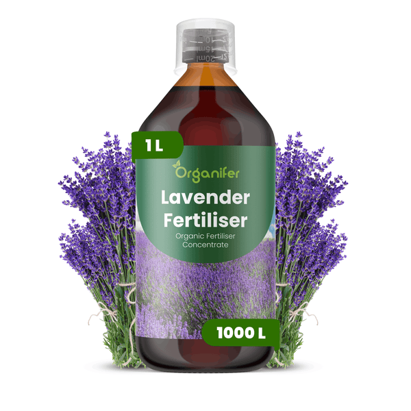 Organifer Lavendeldünger, organisches Konzentrat in der 1 Liter Flasche für circa 1000 Liter Düngermischung.