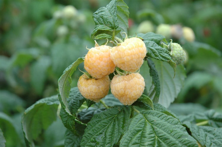 Reife gelbe Himbeeren hängen in einer Gruppe an einem Himbeerstrauch mit grünen Blättern.