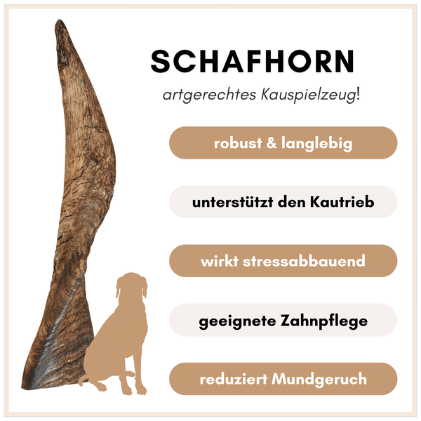Schafhorn als robustes Kauspielzeug für Hunde zur Zahnpflege und Stressreduktion.