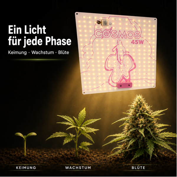 LED-Pflanzenlampe Cosmos 45 Watt beleuchtet drei Pflanzen in den Phasen Keimung, Wachstum und Blüte.